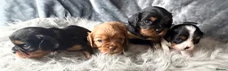 Cavalier King Charles Spaniel dogs for sale: KC REG EXTENSIVELY HEALTH TESTED CAV BABIES  - Advert 5