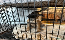 Mixed Breed dogs for sale: Dutch/Belgian malinois   - Image 7