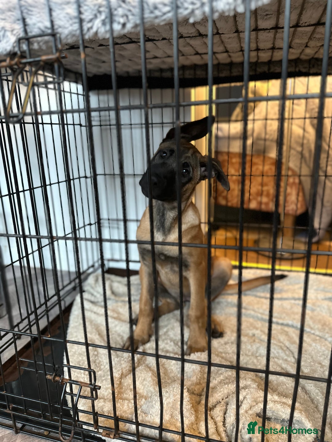 Mixed Breed dogs for sale: Dutch/Belgian malinois   - Image 7