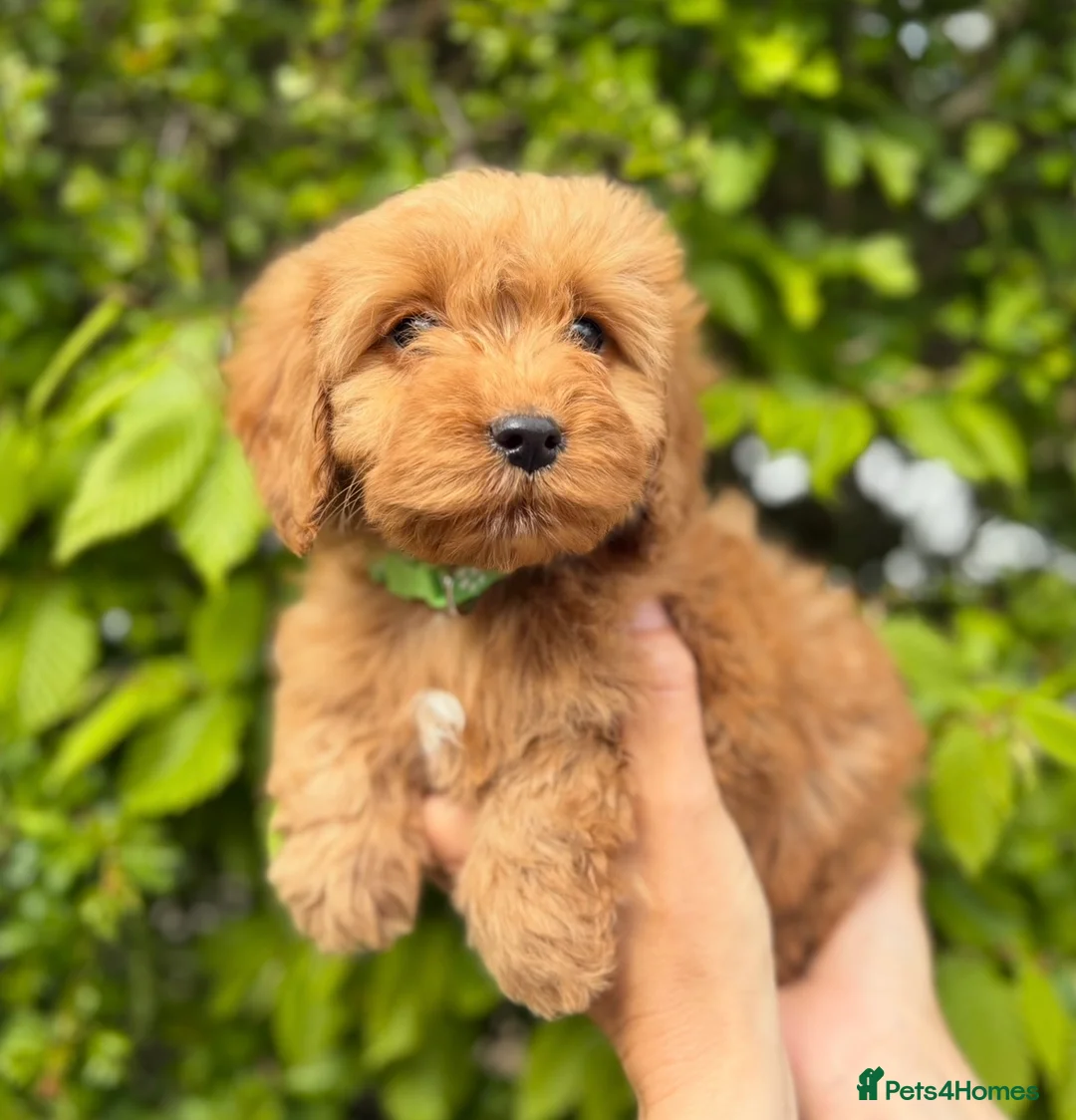 Cockapoo dogs for sale: Gorgeous F1 Cockapoo puppies in Tonbridge - Advert 1