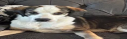 Mixed Breed dogs for sale: Cocker Spaniel x Husky Puppies - Advert 5