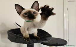 Siamese cats for sale: Cheeky little siamese kittens  - Image 2