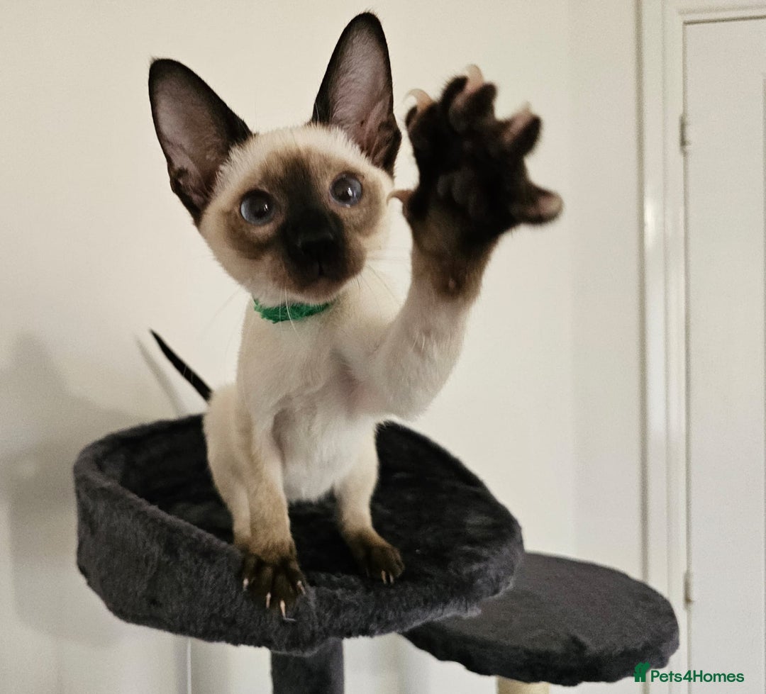 Siamese cats for sale: Cheeky little siamese kittens  - Image 2