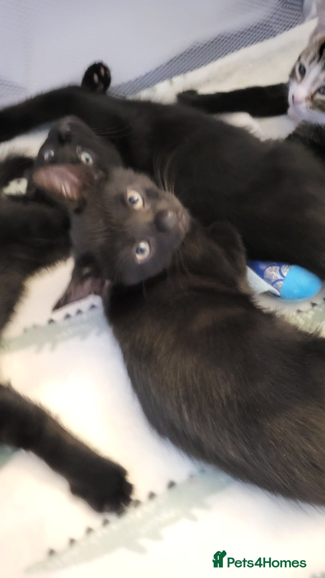 Mixed Breed cats for sale: Kittens Ready Now - Image 6