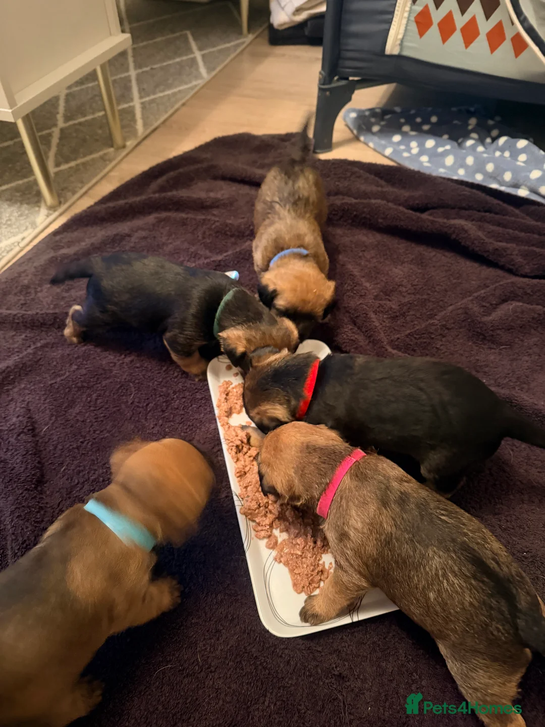 Border Terrier dogs for sale: Border terrier puppies  in Sleaford - Advert 9