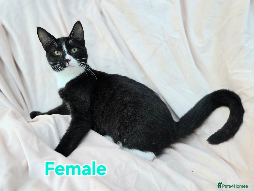 Mixed Breed cats for sale: Mixed Female Maine Coons For Sale - Advert 8