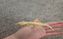 Gecko reptiles for sale: High Expression LilyWhite Crested Gecko - Image 3