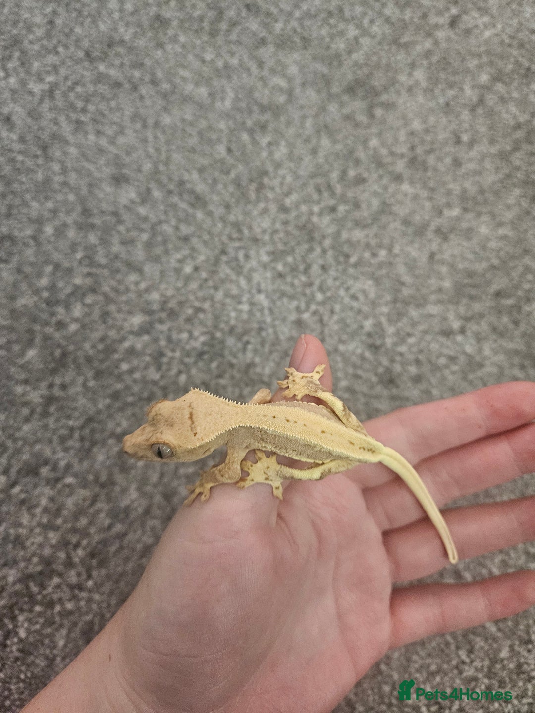 Gecko reptiles for sale: High Expression LilyWhite Crested Gecko - Image 3