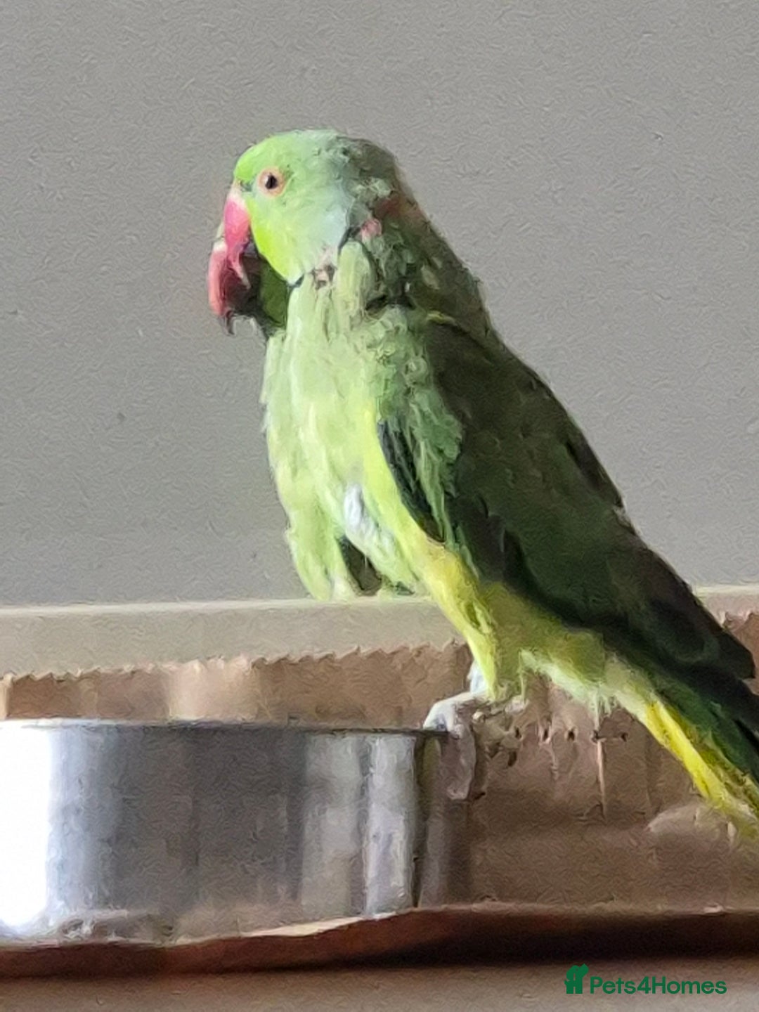 Ringnecks birds for sale: Green ringneck  - Image 3