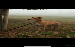 Lurcher dogs for sale: 4 stunning Lurcher colie pups - Advert 14