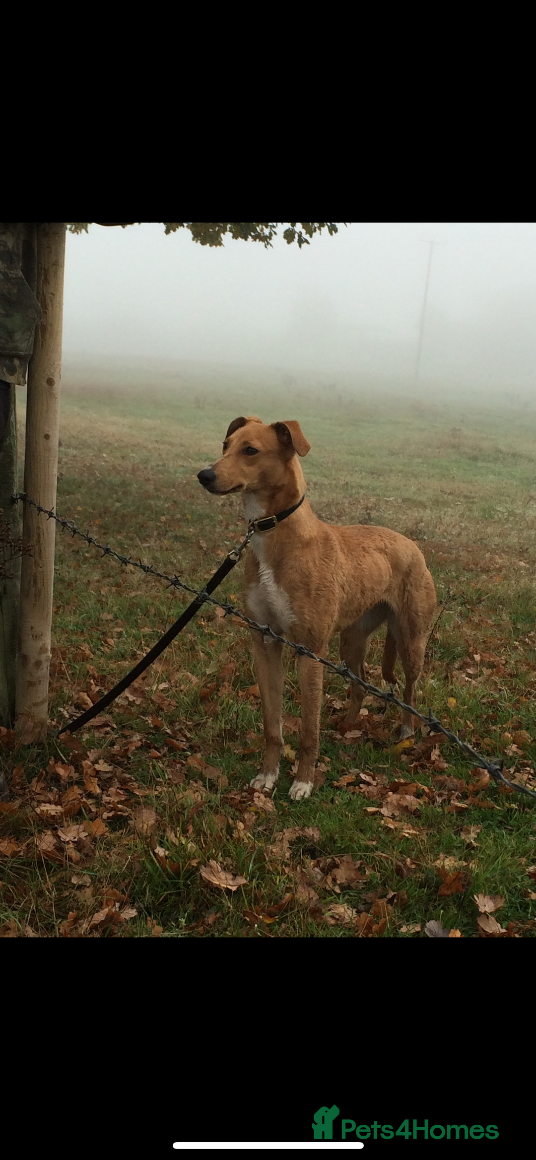 Lurcher dogs for sale: 4 stunning Lurcher colie pups - Advert 14