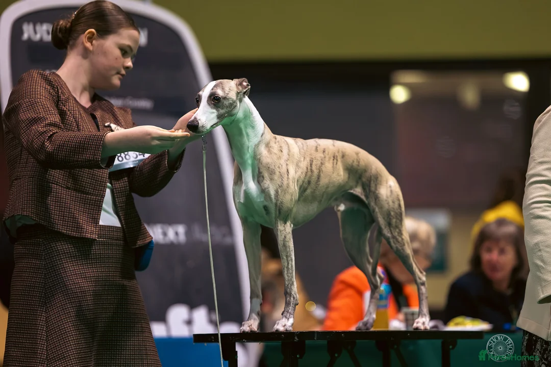 Whippet dogs for stud: Quality Whippet For Stud  - Advert 1