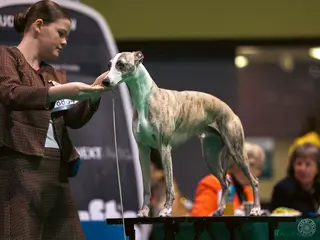 Whippet dogs Quality Whippet For Stud - Advert 4