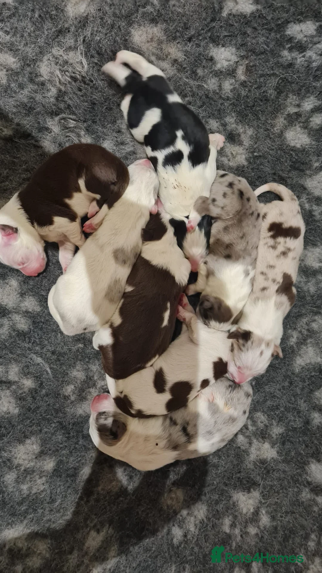 Border Collie dogs for stud: Proven tri blue Merle with two blue eyes in Darlington - Advert 7