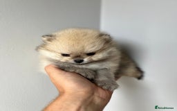 Pomeranian dogs for sale: Last Pomeranian Male - Image 2