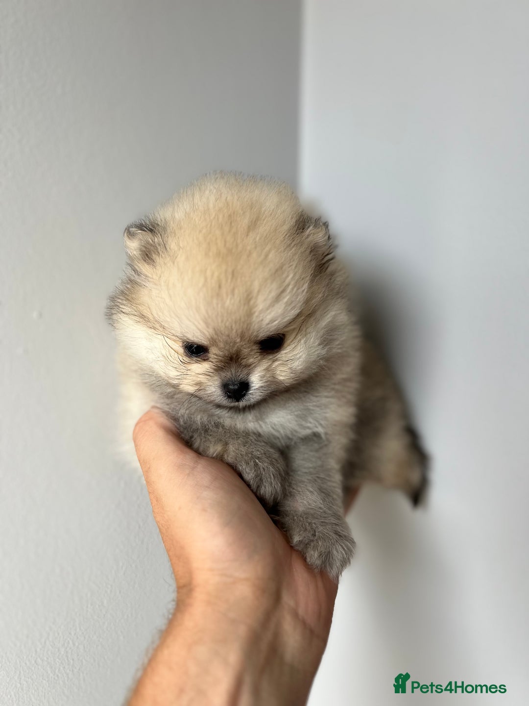 Pomeranian dogs for sale: Last Pomeranian Male - Image 2