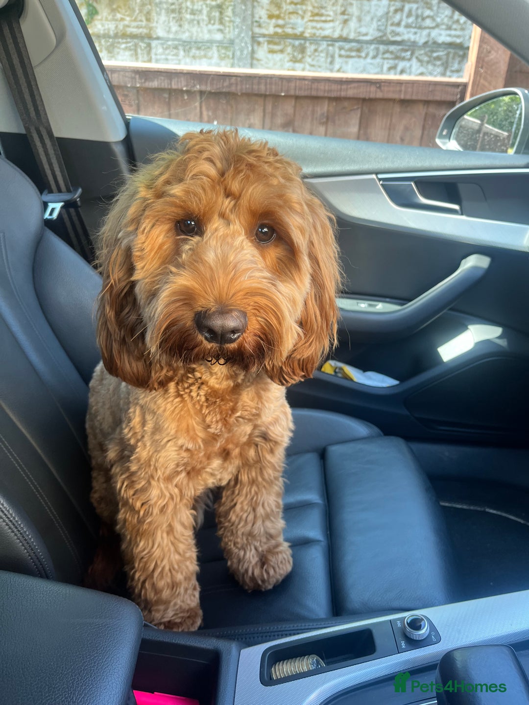 Cockapoo dogs for stud: Stunning F1 male cockapoo stud  - Image 2