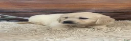 Golden Retriever dogs for sale: KC Reg Golden Retriever  - Advert 7