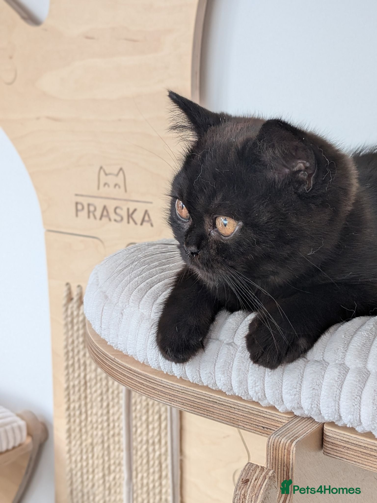 British Shorthair cats GCCF British Shorthair kittens  - Advert 16