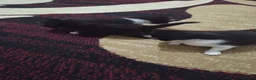 Mixed Breed cats for sale: 3 female kittens  in Gateshead - Advert 5