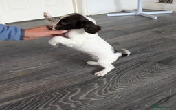 English Springer Spaniel dogs for sale: Beautiful male springer spaniel puppy  - Image 3