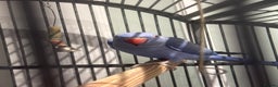 Parrots birds for sale: Breeding pair Indian Ring Neck Parrots - Advert 4