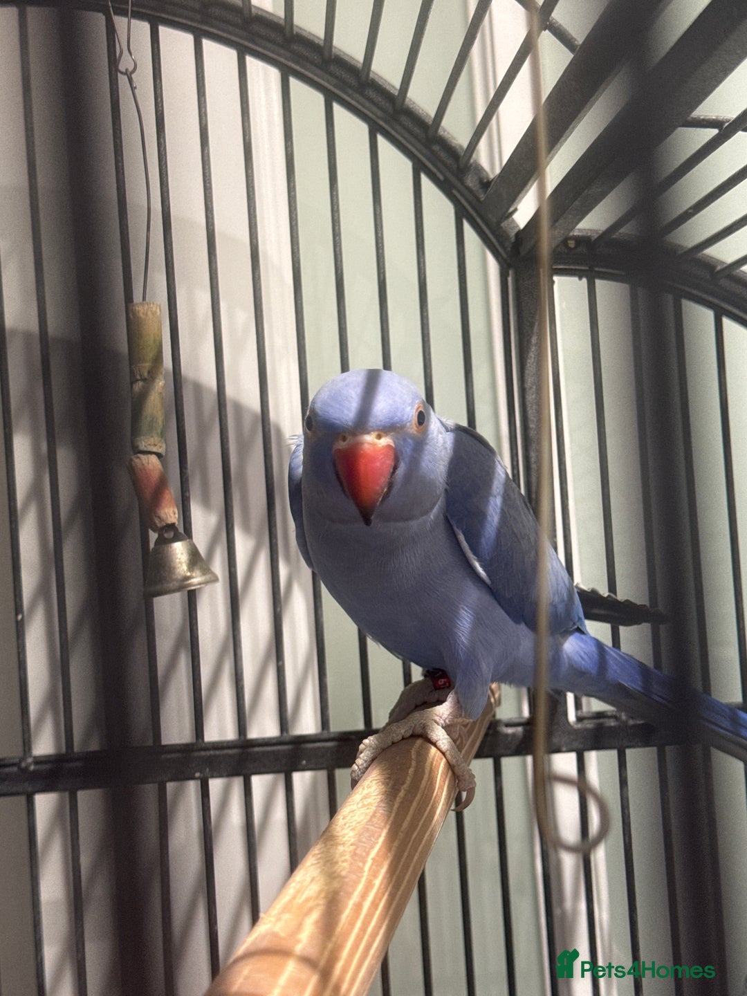 Parrots birds for sale: Breeding pair Indian Ring Neck Parrots - Advert 4