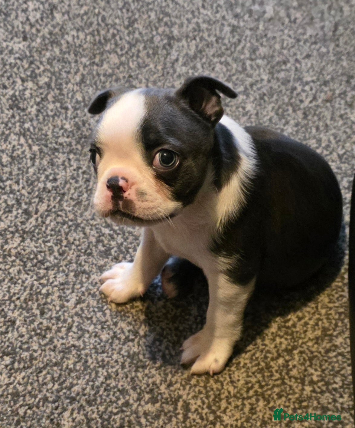 Boston Terrier dogs Stunning Rare Blue Boy Ready 30/01/26. - Advert 1