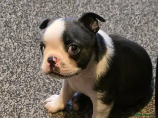 Boston Terrier dogs Stunning Rare Blue Boy Ready 30/01/26. - Advert 1