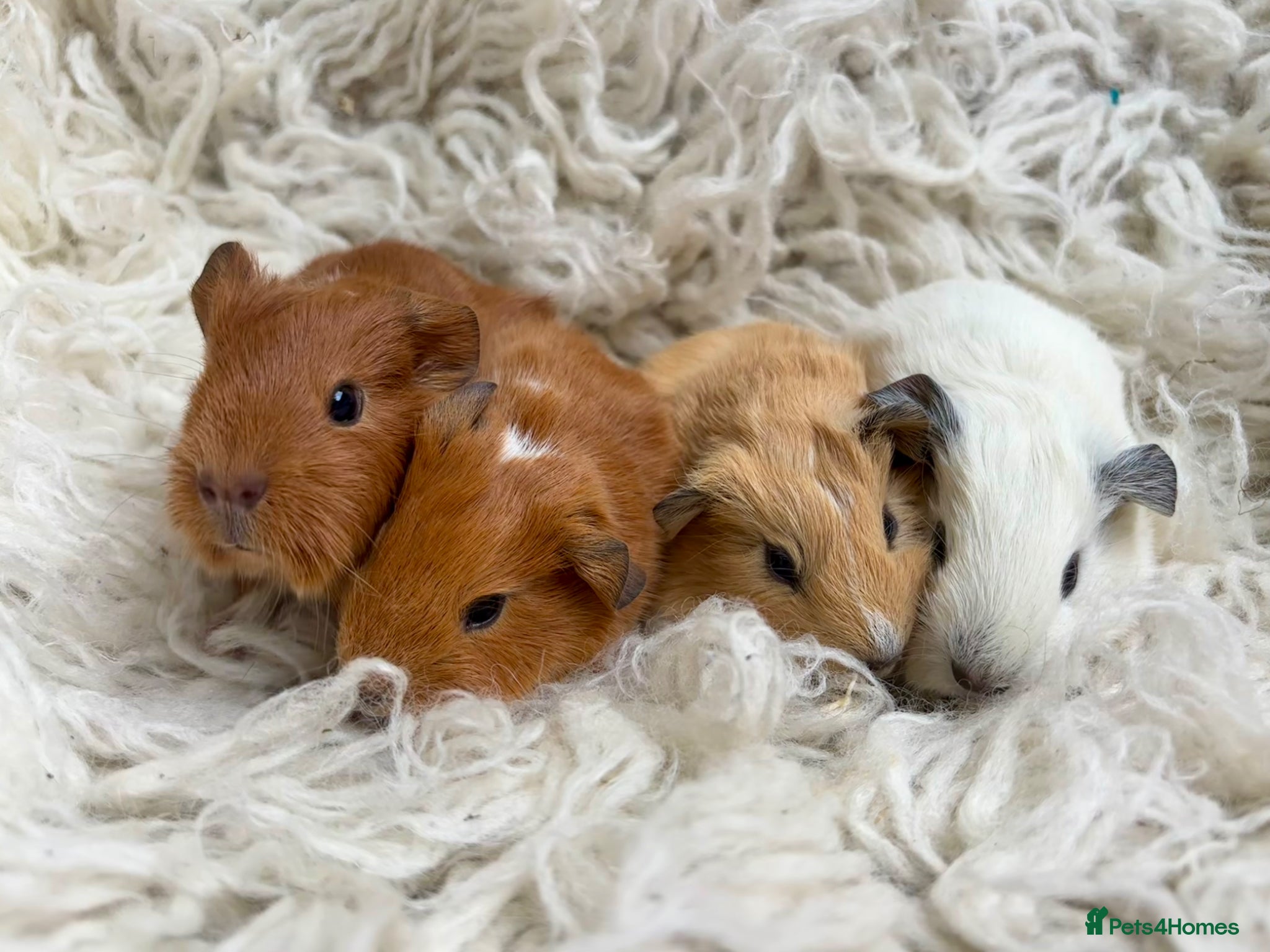 Guinea Pig rodents Lovely guinea pigs  - Advert 7