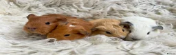 Guinea Pig rodents for sale: Lovely guinea pigs  - Advert 1