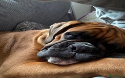 Boxer dogs for sale: Beautiful girl deserves the world 8 months old - Image 11