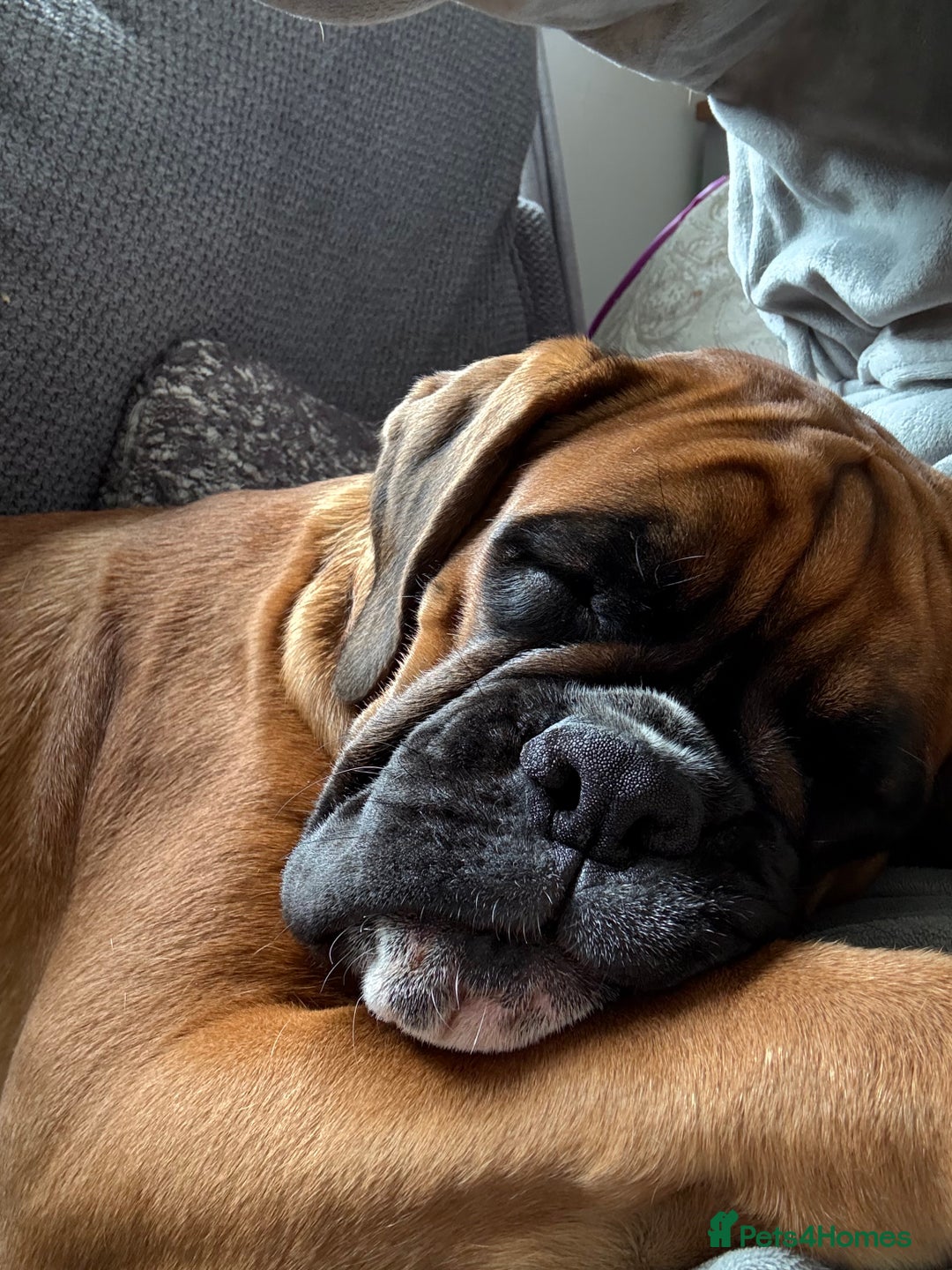 Boxer dogs for sale: Beautiful girl deserves the world 8 months old - Image 11
