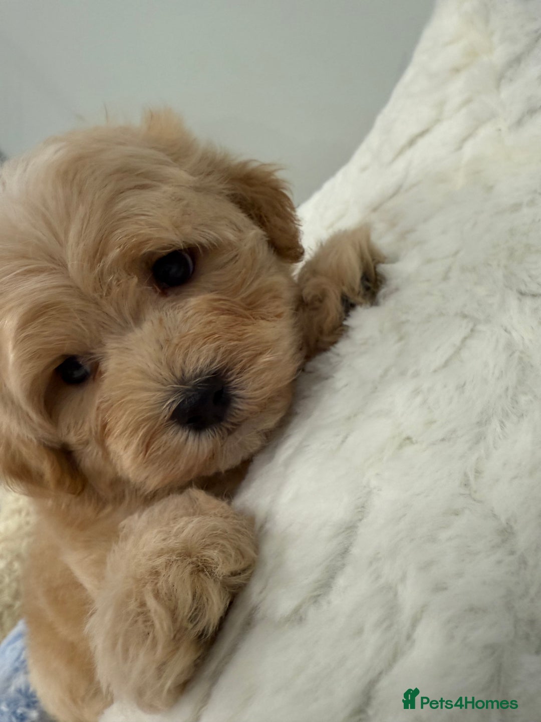 Maltipoo dogs for sale: 7 stunning f1 Maltipoo's. Fully DNA & Heath clear - Image 12
