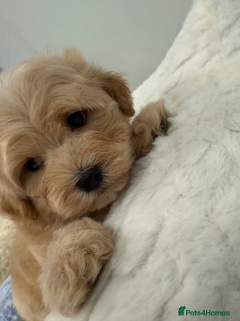 Maltipoo dogs - Advert 1