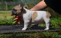 French Bulldog dogs for sale: Perfect sweet boy looking for new home  - Image 14