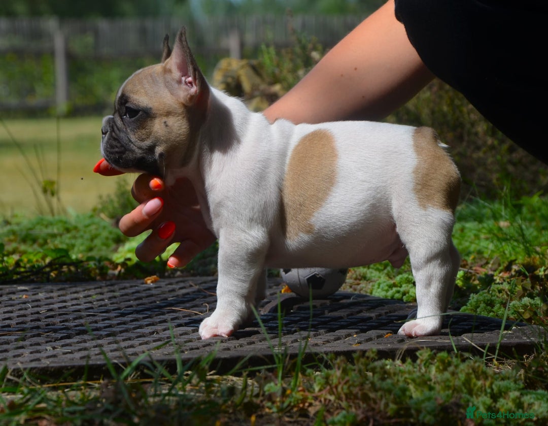 French Bulldog dogs for sale: Perfect sweet boy looking for new home  - Image 14