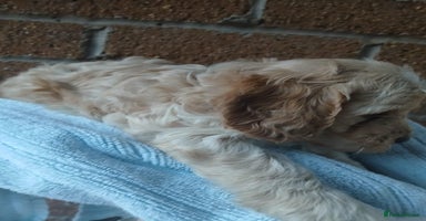 Cockapoo dogs - Advert 4