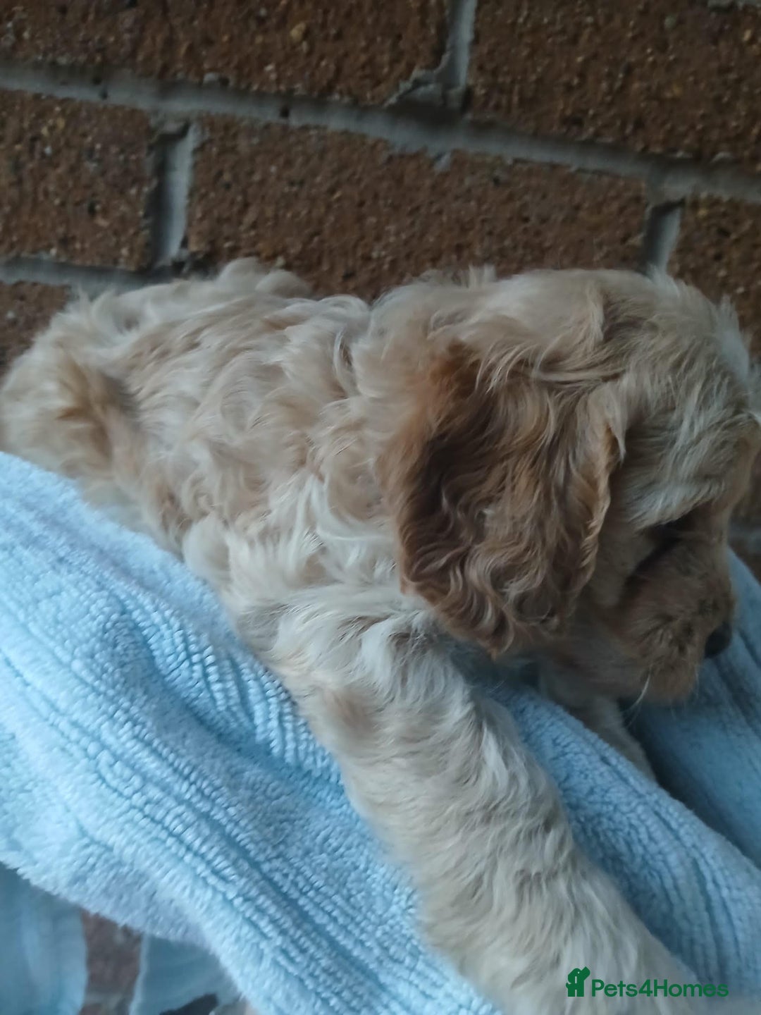 Cockapoo dogs for sale: READY NOW 5* F2B Apricot Merle Cockapoos - Image 7