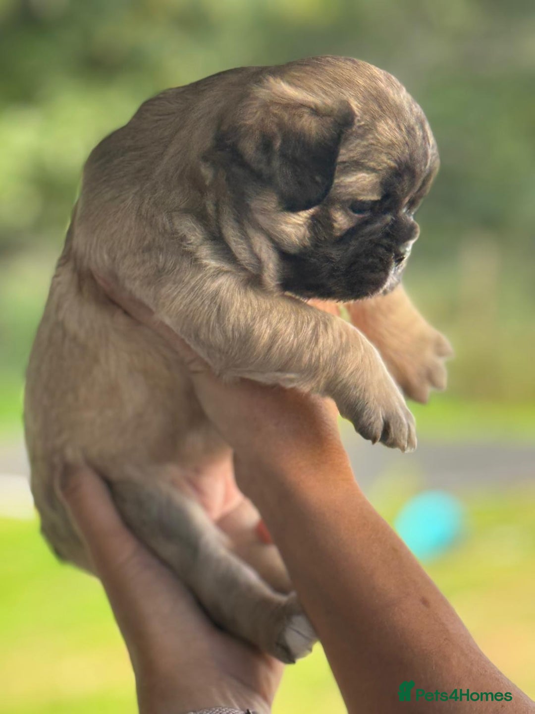 French Bulldog dogs for sale: *Fluffy Frenchie Pups* - Advert 20