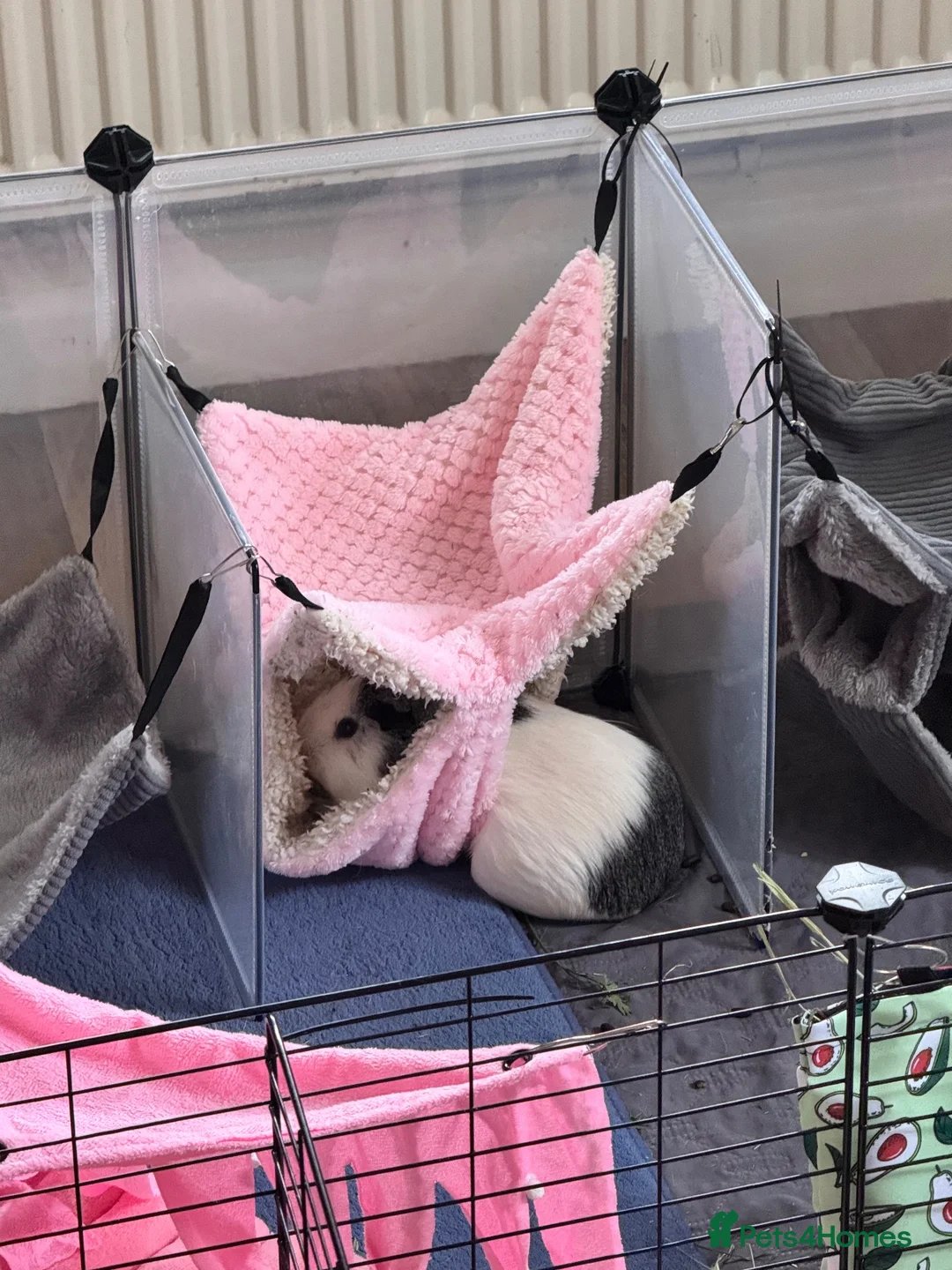 Guinea Pig rodents for sale: LOOKING FOR A LOVING FOREVER HOME  - Advert 5