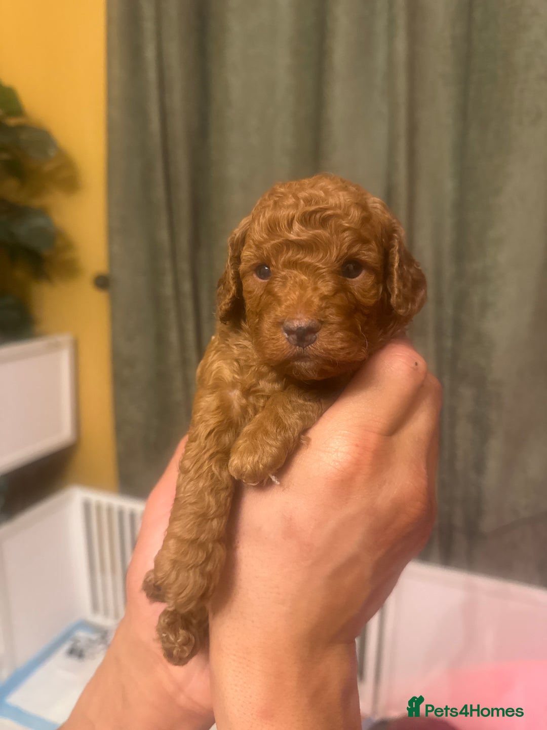 Cavapoo dogs for sale: F1b Cavapoo extensively health tested mum&dad  - Advert 16