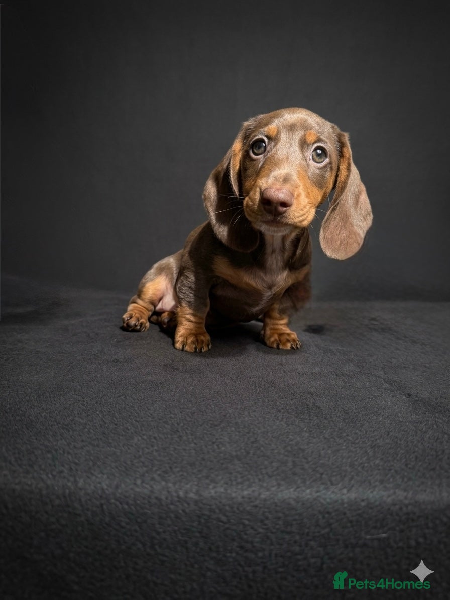 Miniature Dachshund dogs REDUCED READY NOW LAST BOY 💙 NEAR OFFERS  - Advert 18