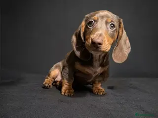Miniature Dachshund dogs REDUCED READY NOW LAST BOY 💙 NEAR OFFERS - Advert 18