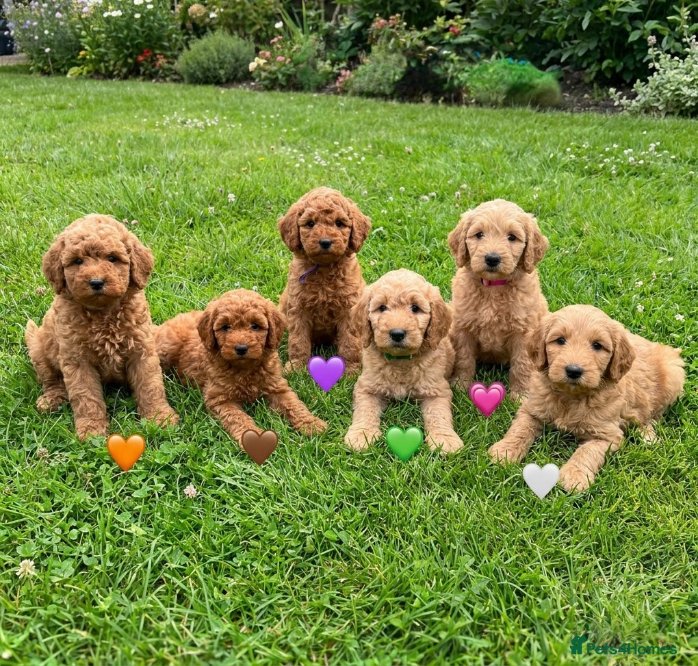 Australian Labradoodle dogs 🌟 Australian Labradoodle Puppies  🌟 - Advert 4