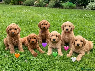 Australian Labradoodle dogs 🌟 Australian Labradoodle Puppies 🌟 - Advert 4