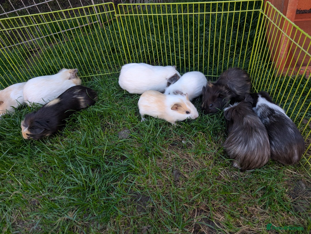 Guinea Pig rodents for sale: Baby guinea pigs ready now in Bakewell - Image 3