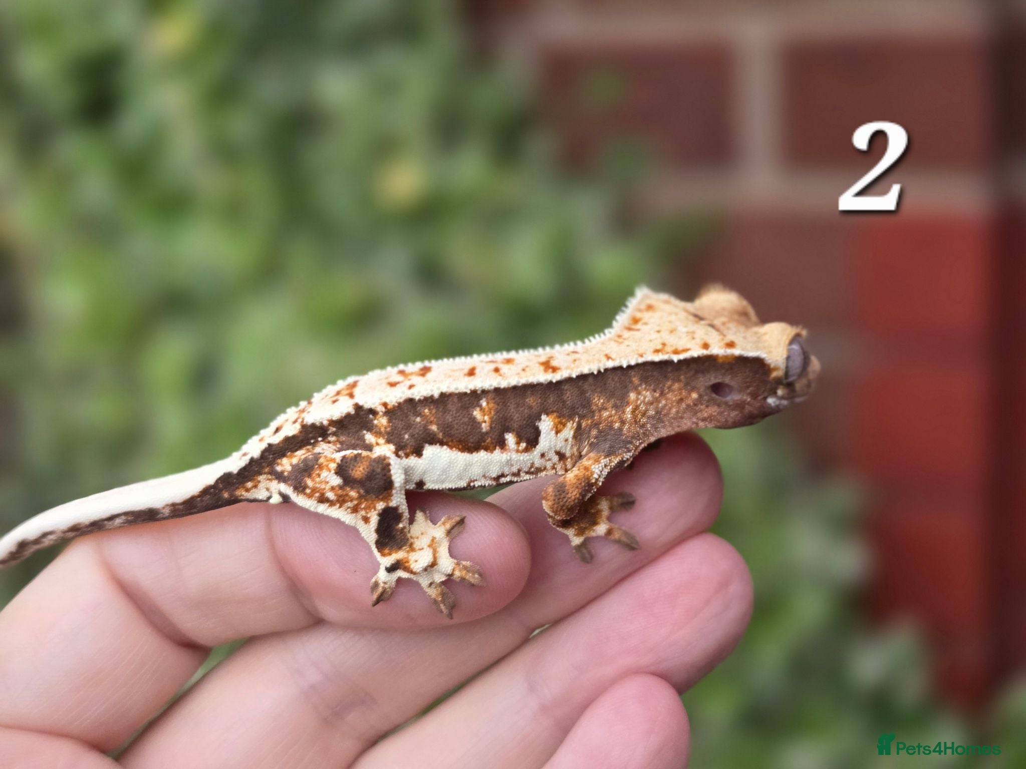 Gecko reptiles Various crested geckos - Advert 13