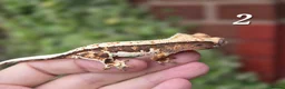 Gecko reptiles for sale: Various crested geckos - Advert 1