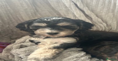 Cockapoo dogs - Advert 3